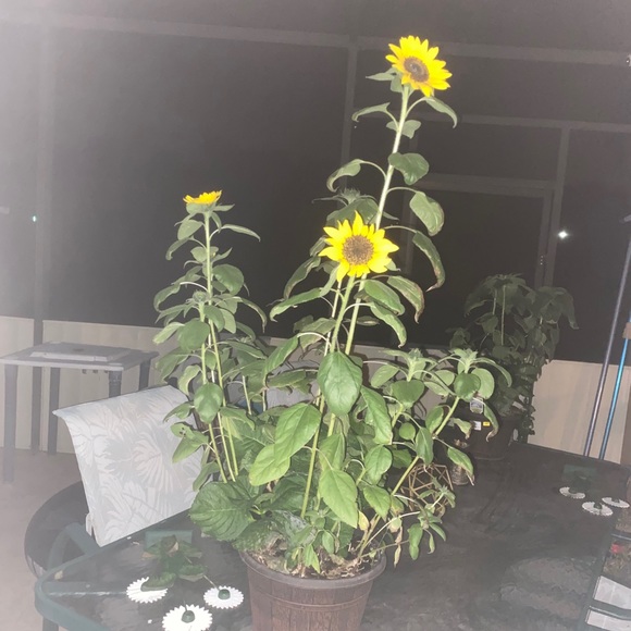 Meet your Posher, Jenn - Picture 1 of 1